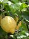 Natural Remedy For Psoriasis